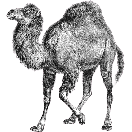 perl.png